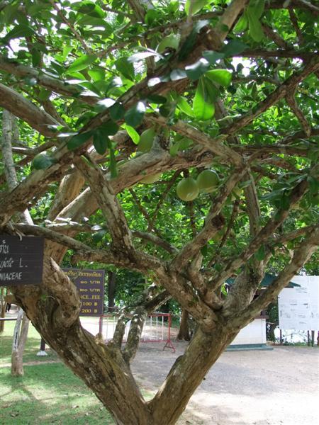 DSCF1519 (Medium).JPG